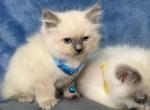 Ragdoll kitties - Ragdoll Kitten For Sale - Barberton&comma; OH&comma; US