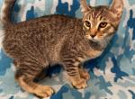 Highlander kity 5j - Highlander Kitten For Sale - 