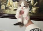 Princess chocolate - Ragdoll Kitten For Sale - San Diego&comma; CA&comma; US