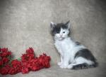 Eclair - Maine Coon Kitten For Sale - Marietta&comma; GA&comma; US