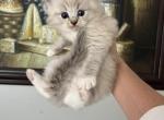 Tiger - Ragdoll Kitten For Sale - San Diego&comma; CA&comma; US