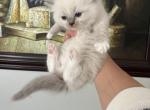 Lovebug - Ragdoll Kitten For Sale - San Diego&comma; CA&comma; US