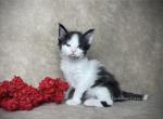 Cannoli - Maine Coon Kitten For Sale - 