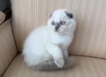Scottish Fold Color Point Male - Scottish Fold Kitten For Sale - 