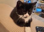 Charlie - Domestic Kitten For Sale - Gardner&comma; MA&comma; US