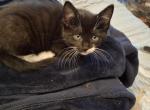 Oreo - Maine Coon Kitten For Sale - Gardner&comma; MA&comma; US