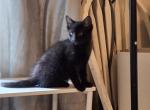 Shadow - Maine Coon Kitten For Sale - Gardner&comma; MA&comma; US