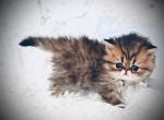 Tomato - Persian Kitten For Sale - Dallas&comma; TX&comma; US