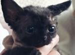 COKE - Domestic Kitten For Sale - Temple City&comma; CA&comma; US