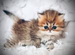 Sassafrass - Persian Kitten For Sale - Dallas&comma; TX&comma; US