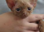 Cookie - Domestic Kitten For Sale - 