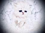 Taz - Persian Kitten For Sale - 