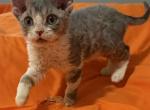 Oliver - Domestic Kitten For Sale - Temple City&comma; CA&comma; US