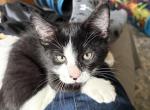 Junior - Domestic Kitten For Adoption - 