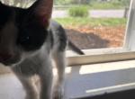Prince - Domestic Kitten For Adoption - 