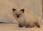 Hammie - Ragdoll Kitten For Sale - La Porte&comma; IN&comma; US