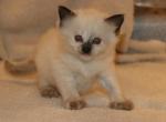 Dax - Ragdoll Kitten For Sale - 