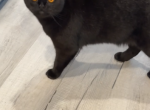 Minks - British Shorthair Kitten For Adoption - Spring Hill&comma; FL&comma; US