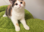 Chloe - British Shorthair Kitten For Sale - San Jose&comma; CA&comma; US