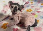Elf Sphynx kittens - Sphynx Kitten For Sale - Abilene&comma; TX&comma; US