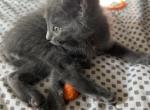 Brown Boy - Nebelung Kitten For Sale - Midwest City&comma; OK&comma; US