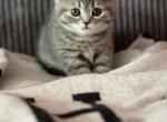 Scottish fold - Scottish Fold Kitten For Sale - New York&comma; NY&comma; US
