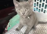 Green Girl - Russian Blue Kitten For Sale - 