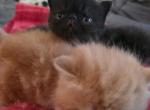 Banshee baby boys - Exotic Kitten For Sale - 