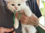 Ragdoll babies - Ragdoll Kitten For Sale - Hiawatha&comma; KS&comma; US