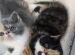 Dolly - Exotic Kitten For Sale - 