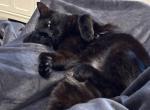 Maddie - American Shorthair Cat For Adoption - Chula Vista&comma; CA&comma; US
