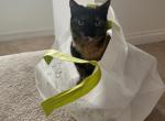 Maya - American Shorthair Cat For Sale - Chula Vista&comma; CA&comma; US