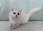 Munchkin White Male - Munchkin Kitten For Sale - Orlando&comma; FL&comma; US