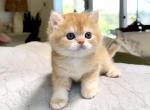 Chocolate Sunshine Golden by12 - British Shorthair Kitten For Sale - San Diego&comma; CA&comma; US