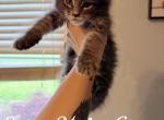 Hannah - Maine Coon Kitten For Sale - Greensburg&comma; IN&comma; US