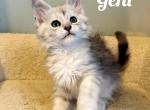 Geni - Maine Coon Kitten For Sale - Greensburg&comma; IN&comma; US