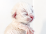 Neva and Pure White Litter - Siberian Kitten For Sale - Belchertown&comma; MA&comma; US