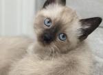 Siamese kitten - Siamese Kitten For Sale - Enfield&comma; CT&comma; US