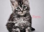 Fern - Maine Coon Kitten For Sale - 