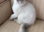 Scottish Fold Color Point Male - Scottish Fold Kitten For Sale - Orlando&comma; FL&comma; US