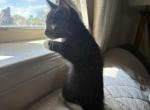Loki - Domestic Kitten For Sale - 