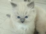 Ragdoll cutie kitties - Ragdoll Kitten For Sale - Gilbert&comma; AZ&comma; US