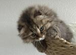 Scottish fold male kitten - Scottish Fold Kitten For Sale - 