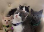 Beautiful kittens - American Longhair Kitten For Sale - Dearborn Heights&comma; MI&comma; US