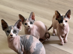Sphynx kittens - Sphynx Kitten For Sale - Inman&comma; SC&comma; US