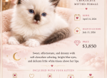 Sangria chocolate Mitted with white above her lips - Ragdoll Kitten For Sale - Mount Joy&comma; PA&comma; US