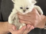 Peppercorn - Scottish Straight Kitten For Adoption - 