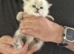 Microwave - Scottish Straight Kitten For Sale - 