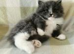 Wilbur - Siberian Kitten For Sale - Clintwood&comma; VA&comma; US