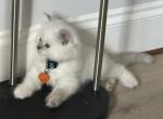 Prince - Scottish Straight Kitten For Sale - Grand Prairie&comma; TX&comma; US